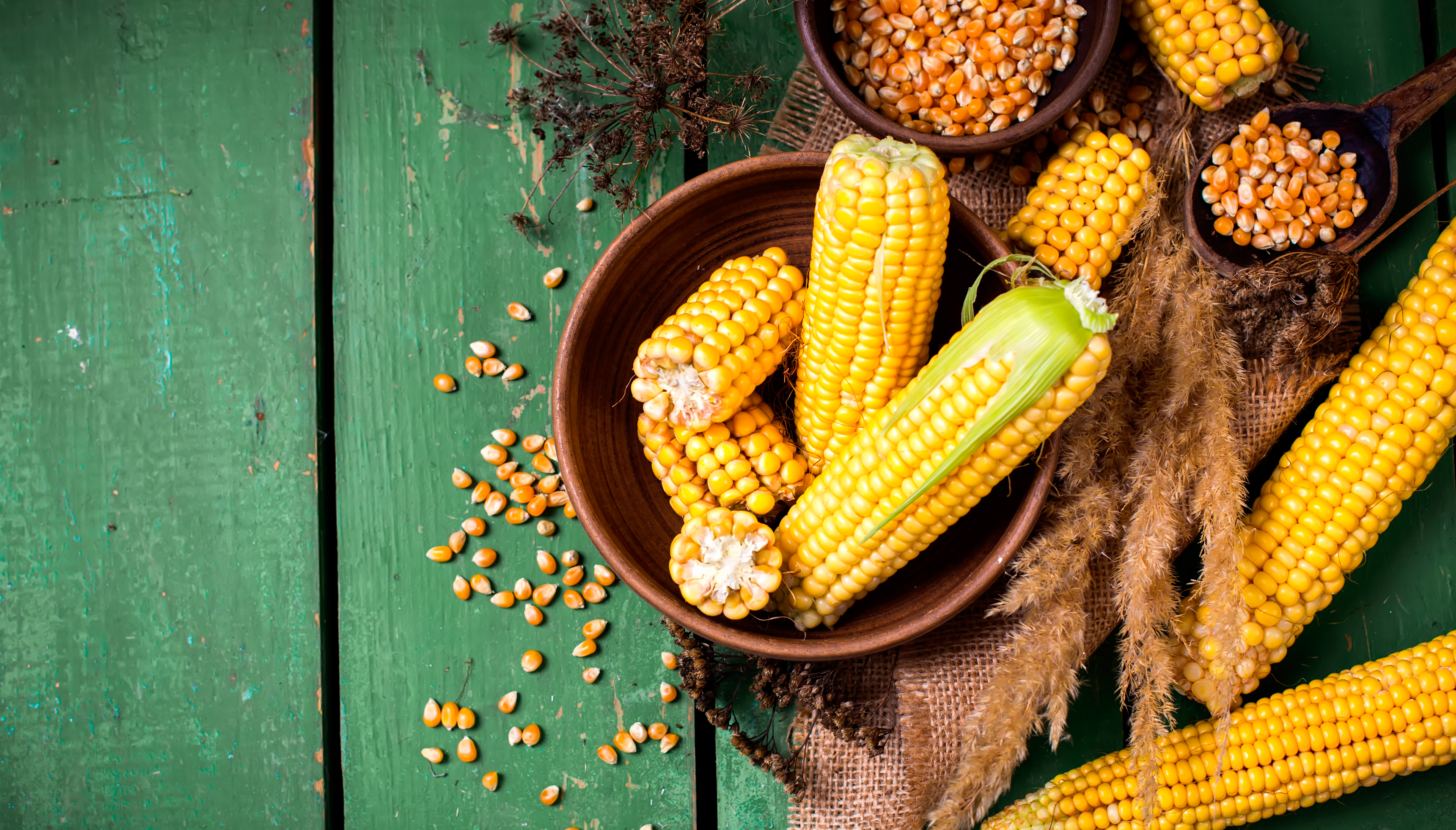 A cultura do milho: um estudo de caso