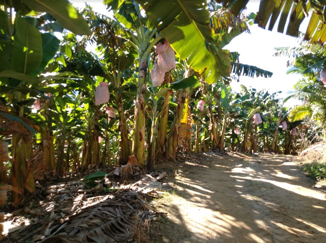 Plataforma desenvolvida por alunos de Peruíbe auxilia no controle do cultivo de bananas